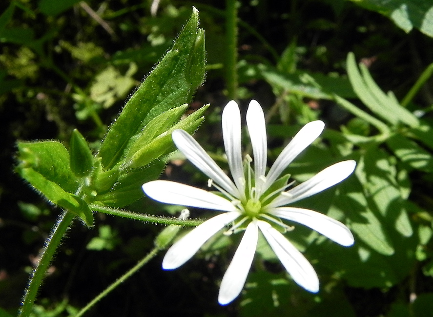 Seniorenwanderung Juni 2015