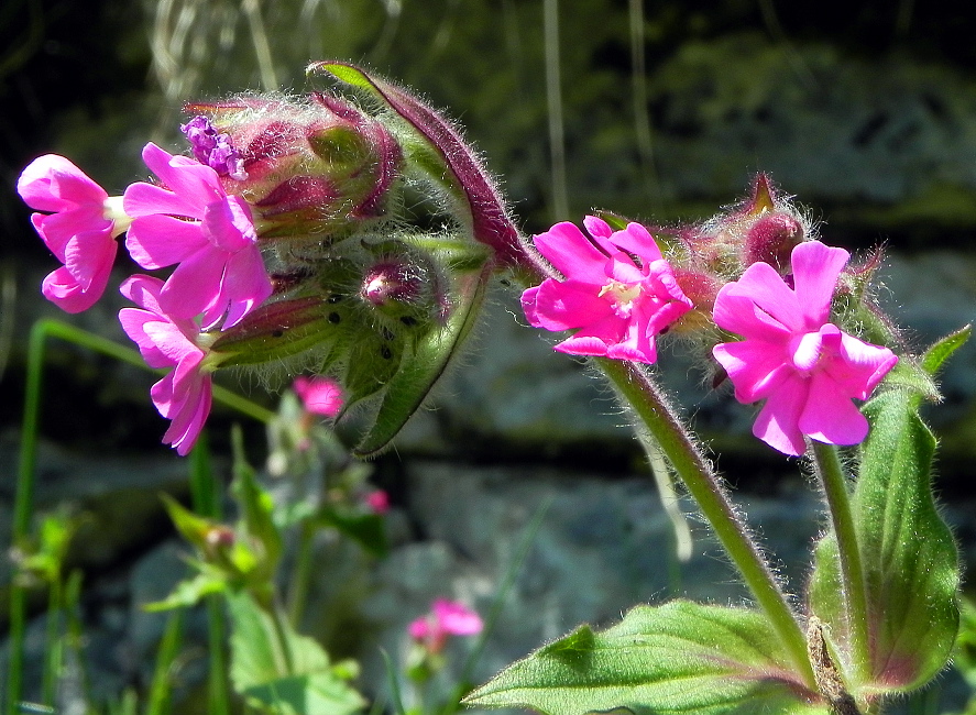 Seniorenwanderung Juni 2015