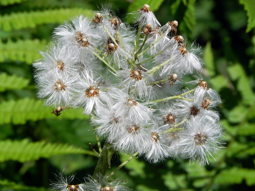 Seniorenwanderung Juni 2015