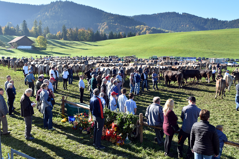 Viehprämierung 2017