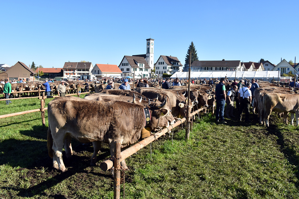 Viehprämierung 2017