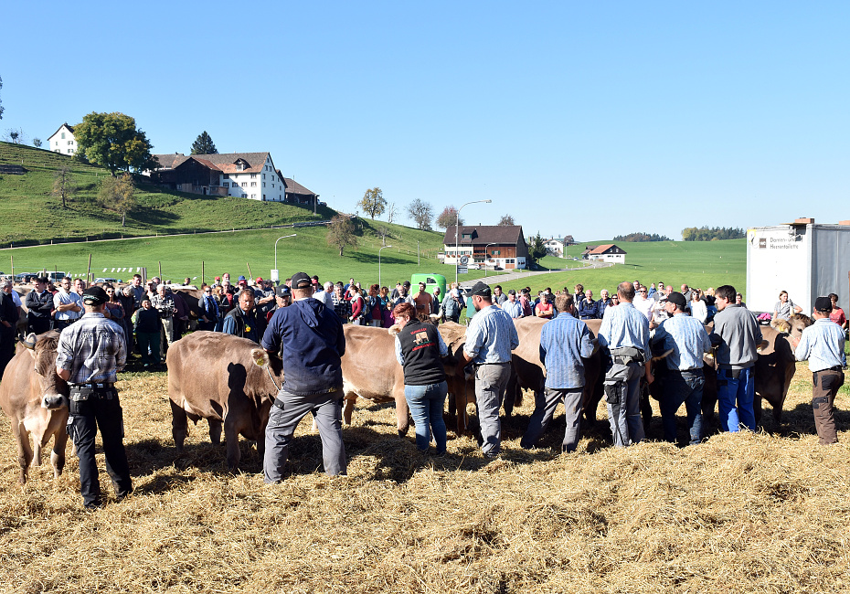 Viehprämierung 2017