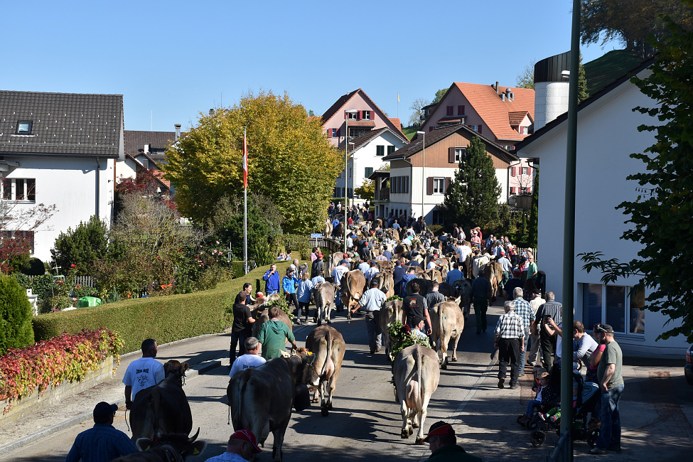 Viehprämierung 2017