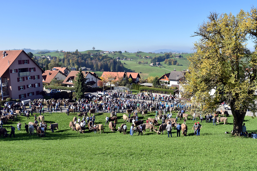 Viehprämierung 2017