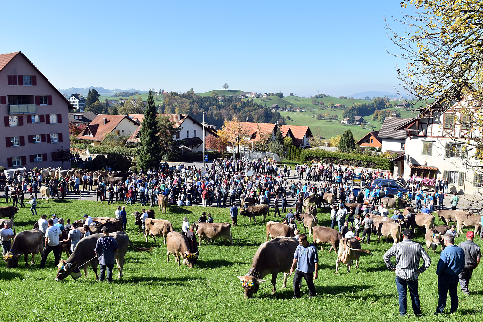 Viehprämierung 2017