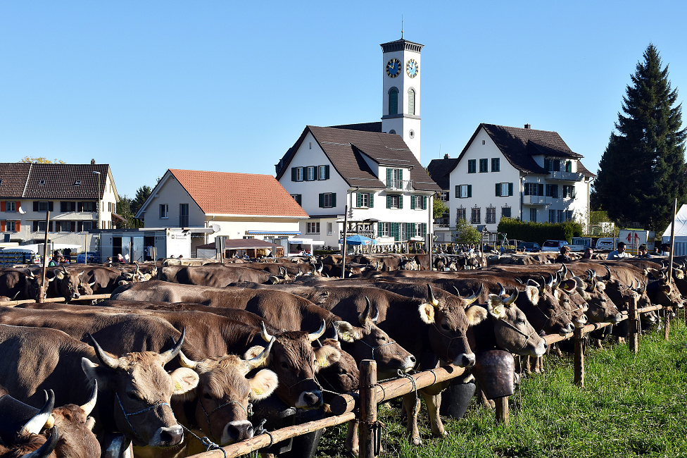 Viehprämierung 2017