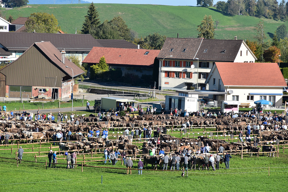 Viehprämierung Hütten 2018