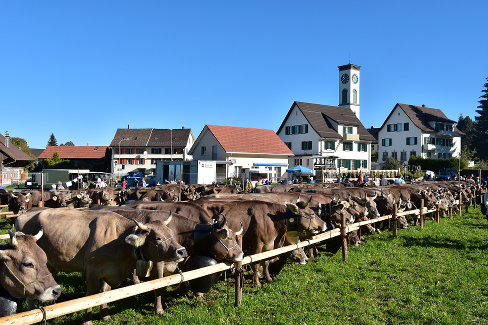 Viehprämierung Hütten 2018