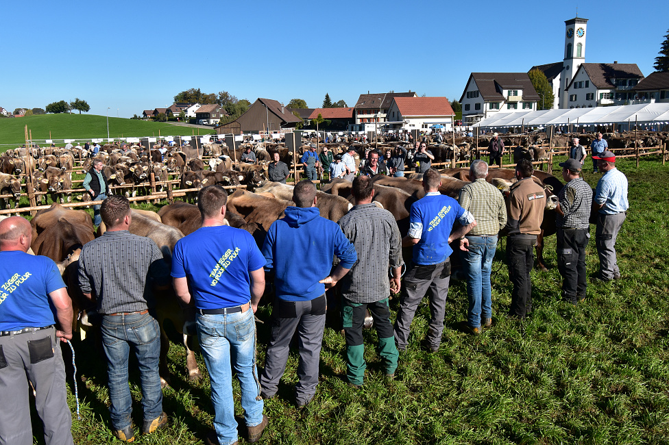 Viehprämierung Hütten 2018