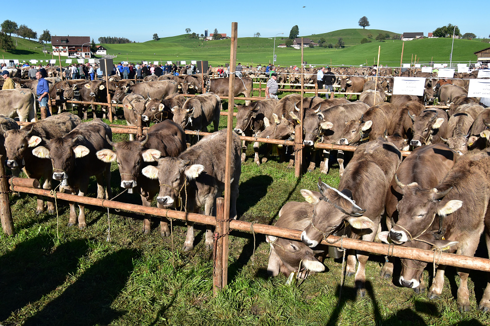 Viehprämierung Hütten 2018