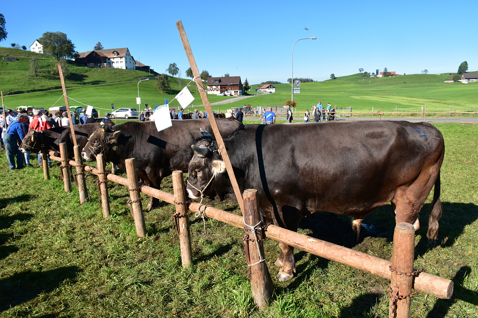 Viehprämierung Hütten 2018