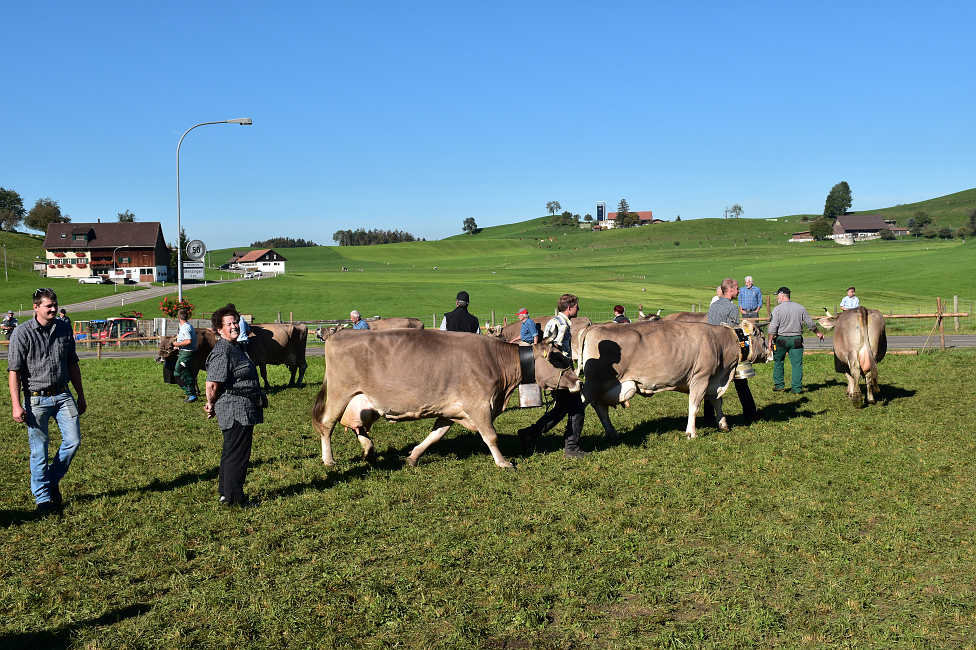 Viehprämierung Hütten 2018