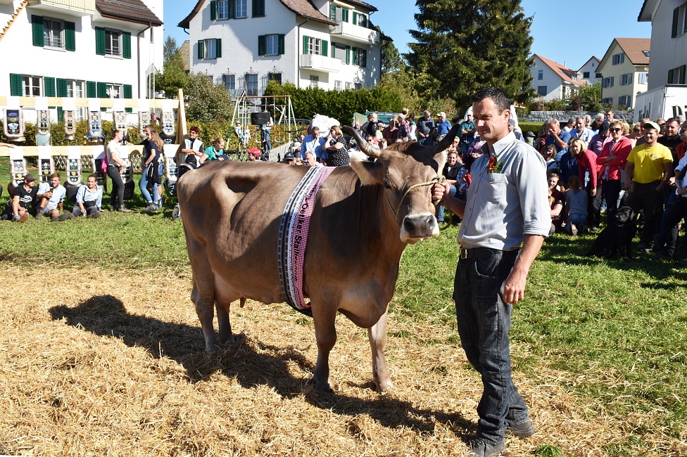 Viehprämierung Hütten 2018