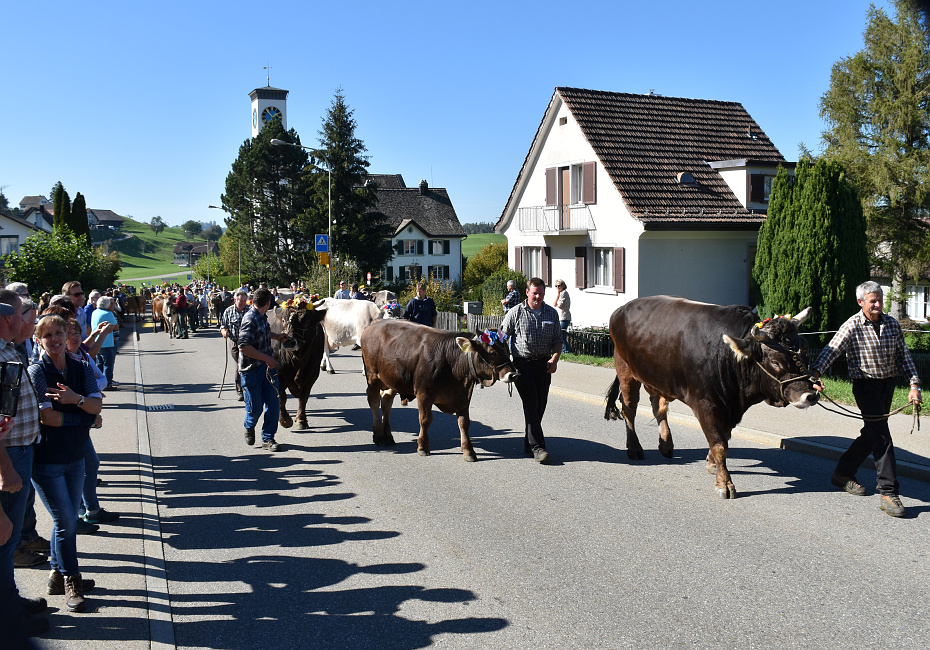 Viehprämierung Hütten 2018