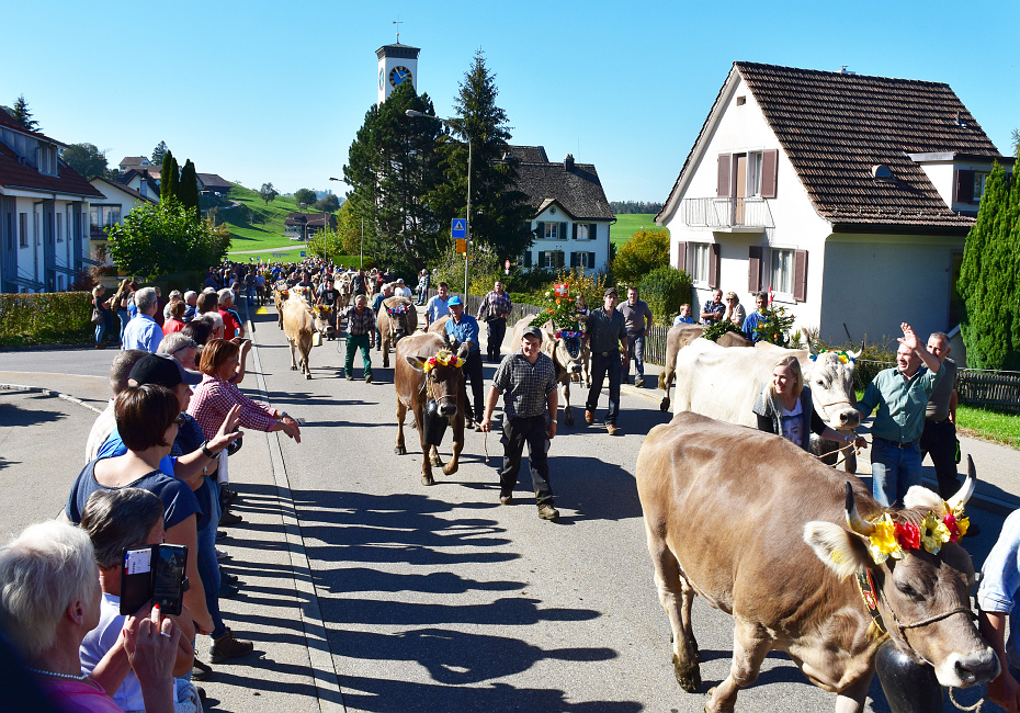 Viehprämierung Hütten 2018