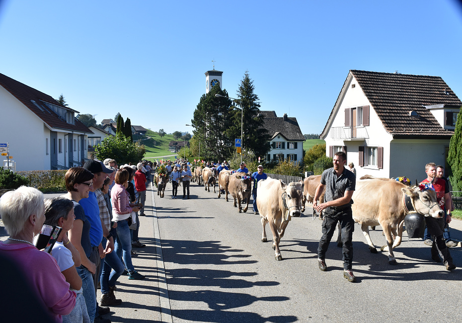 Viehprämierung Hütten 2018