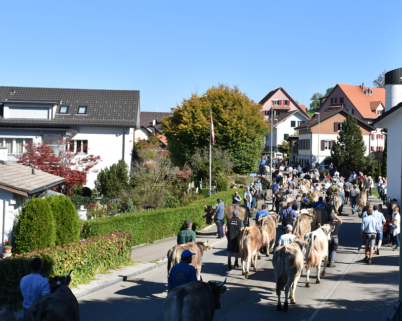 Viehprämierung Hütten 2018