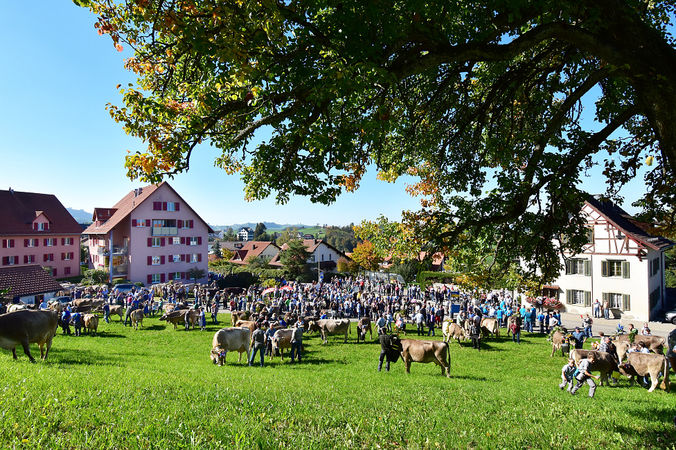 Viehprämierung Hütten 2018