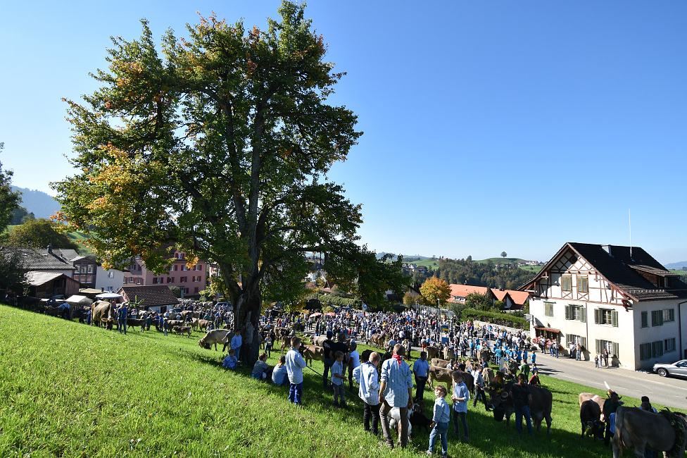 Viehprämierung Hütten 2018