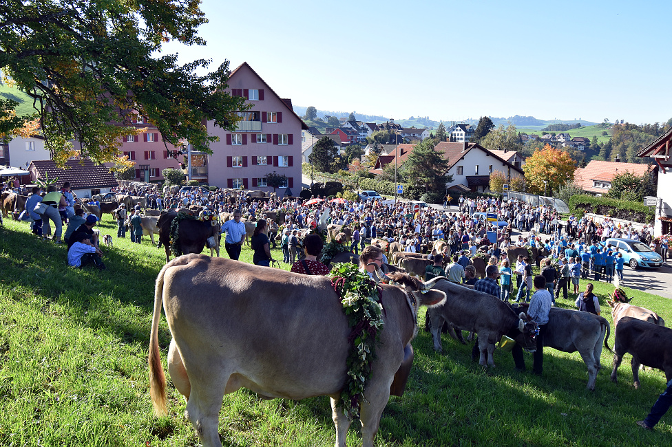 Viehprämierung Hütten 2018