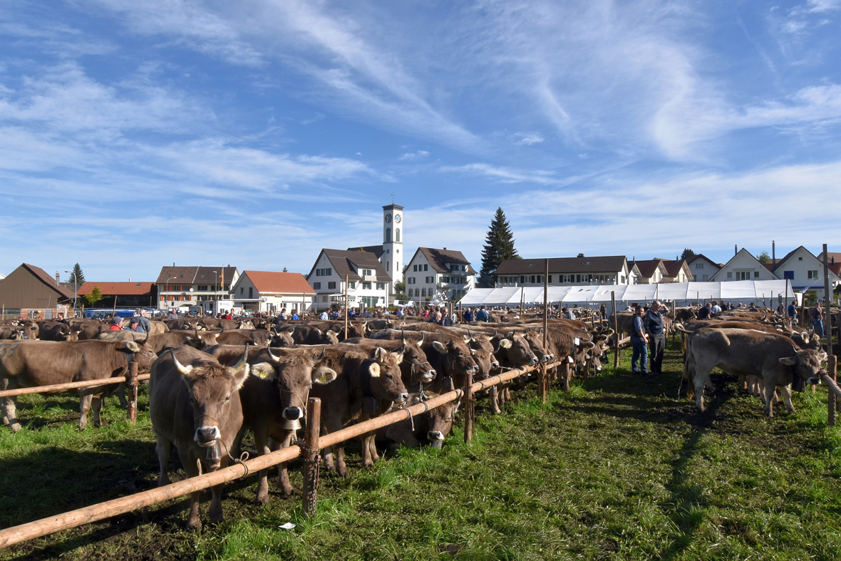 100 Jahre Viehschau Hütten