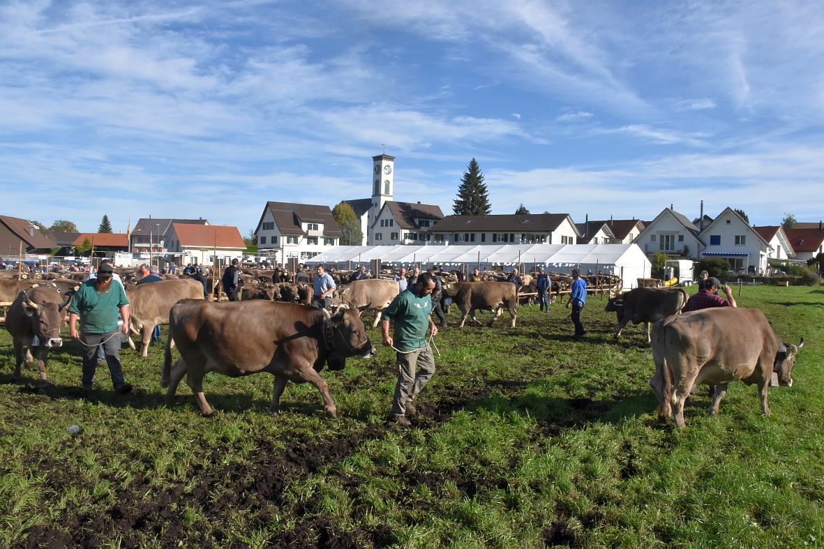 100 Jahre Viehschau Hütten