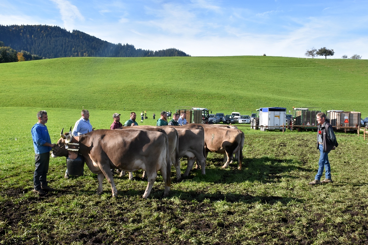 100 Jahre Viehschau Hütten