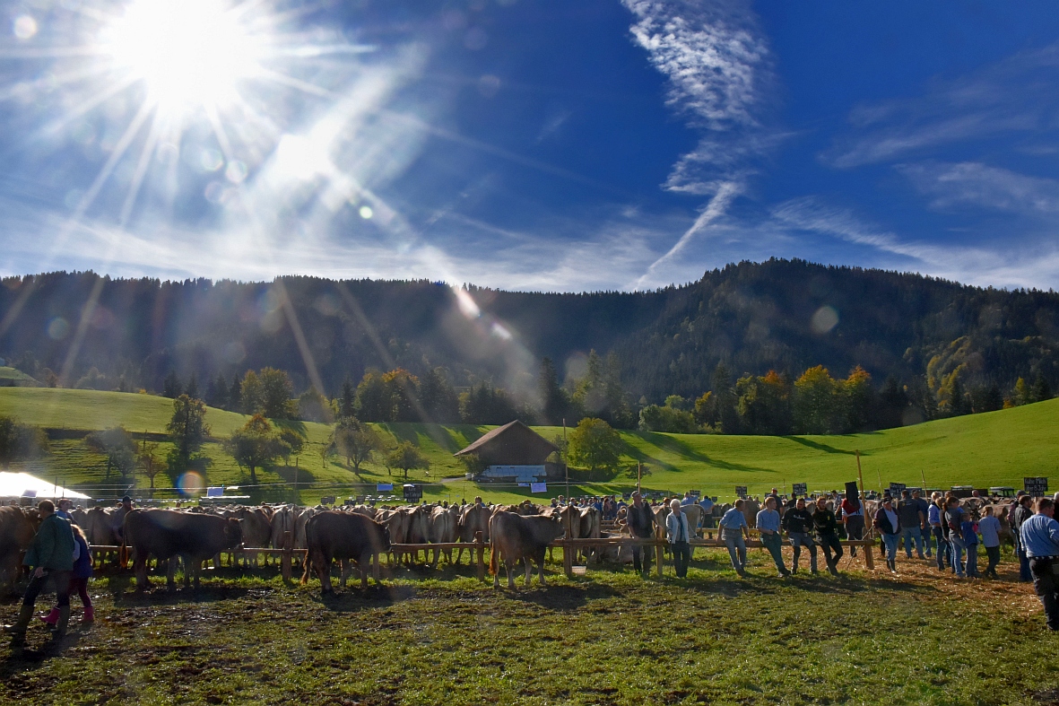 100 Jahre Viehschau Hütten