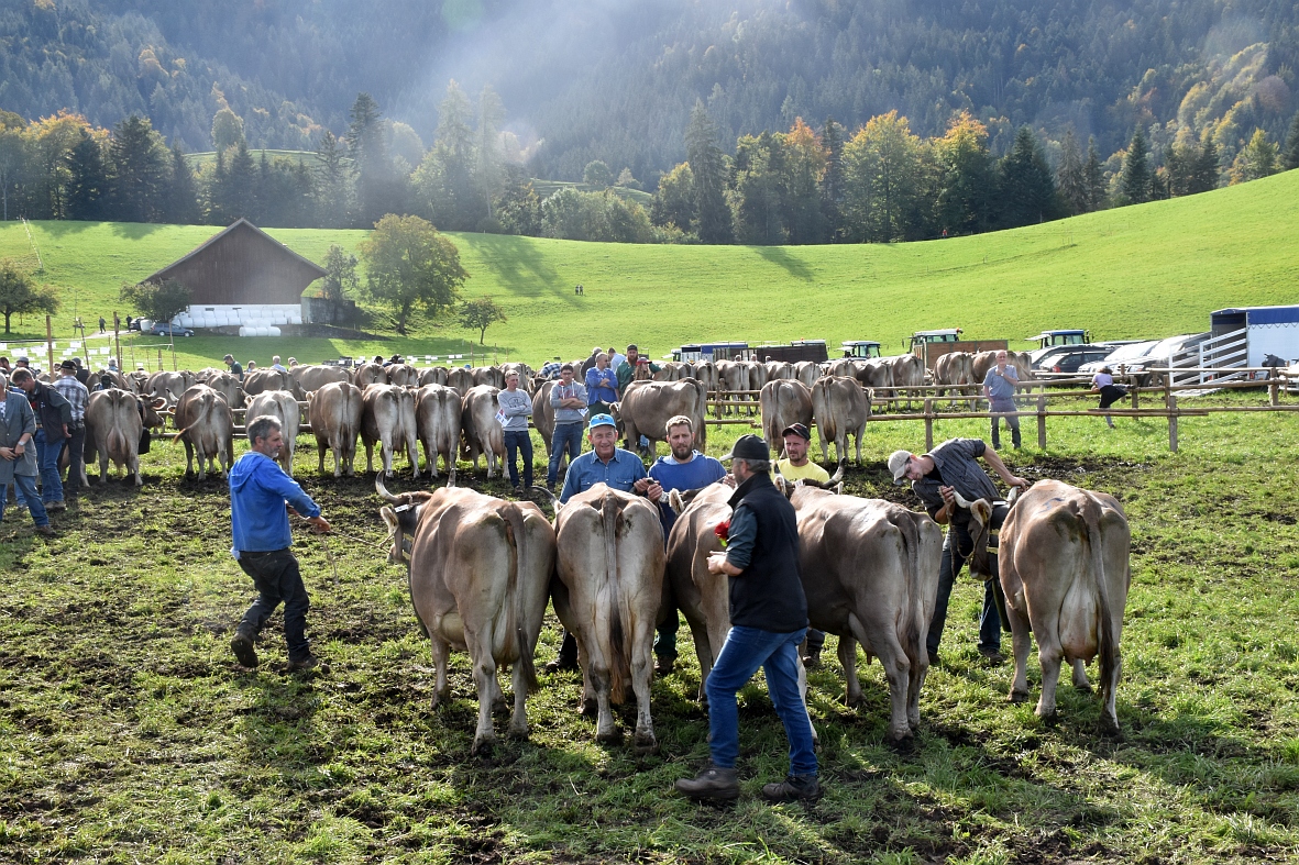 100 Jahre Viehschau Hütten