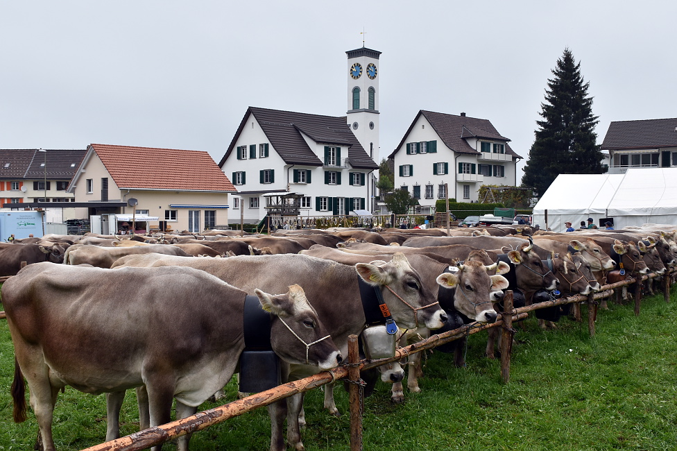 Viehprämierung 2015 Hütten