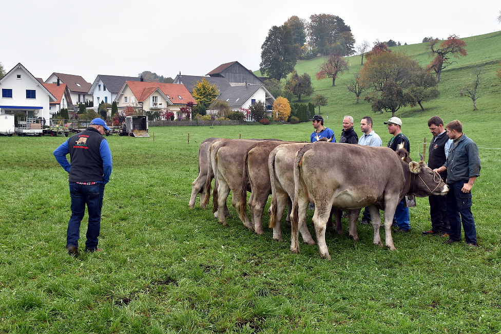 Viehprämierung 2015 Hütten