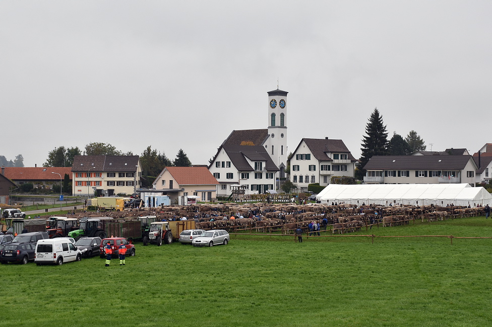 Viehprämierung 2015 Hütten