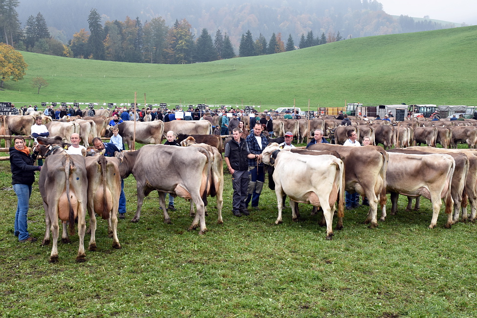 Viehprämierung 2015 Hütten