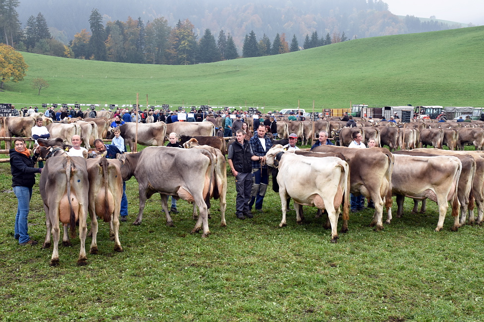 Viehprämierung 2015 Hütten