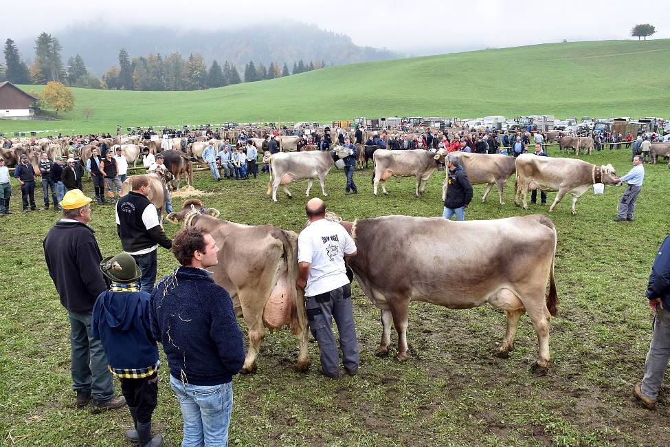 Viehprämierung 2015 Hütten