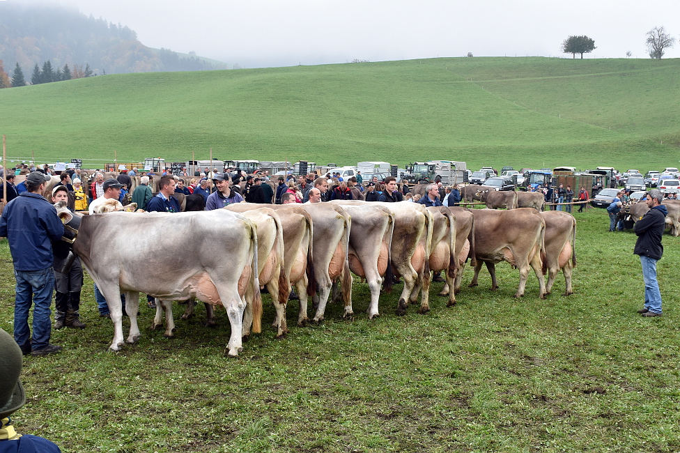 Viehprämierung 2015 Hütten