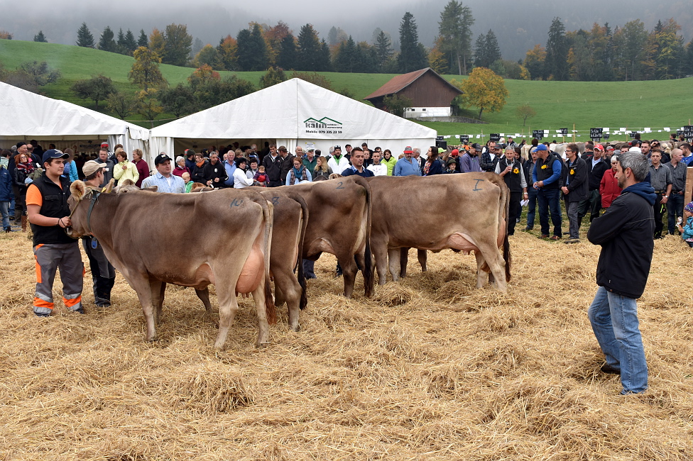 Viehprämierung 2015 Hütten