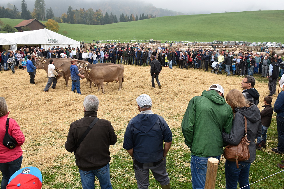 Viehprämierung 2015 Hütten