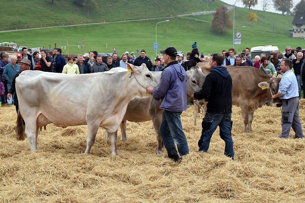 Viehprämierung 2015 Hütten