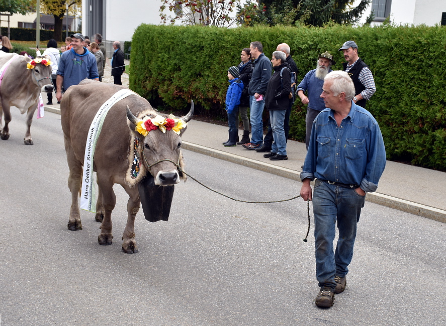 Viehprämierung 2015 Hütten