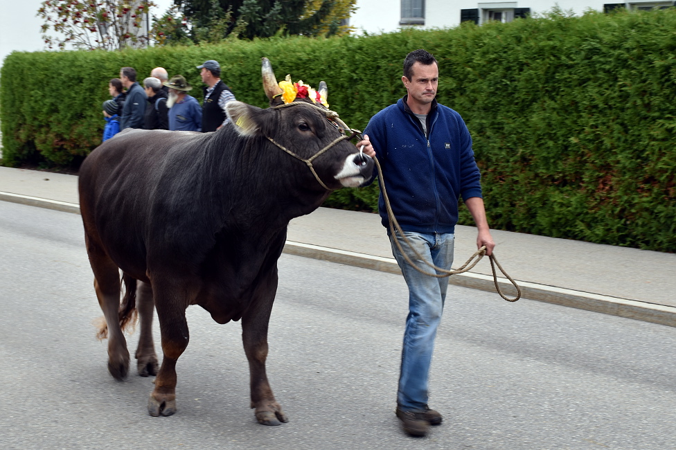 Viehprämierung 2015 Hütten