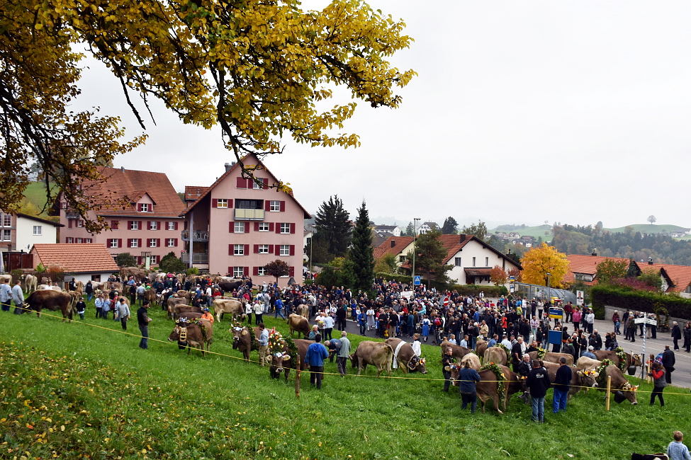 Viehprämierung 2015 Hütten