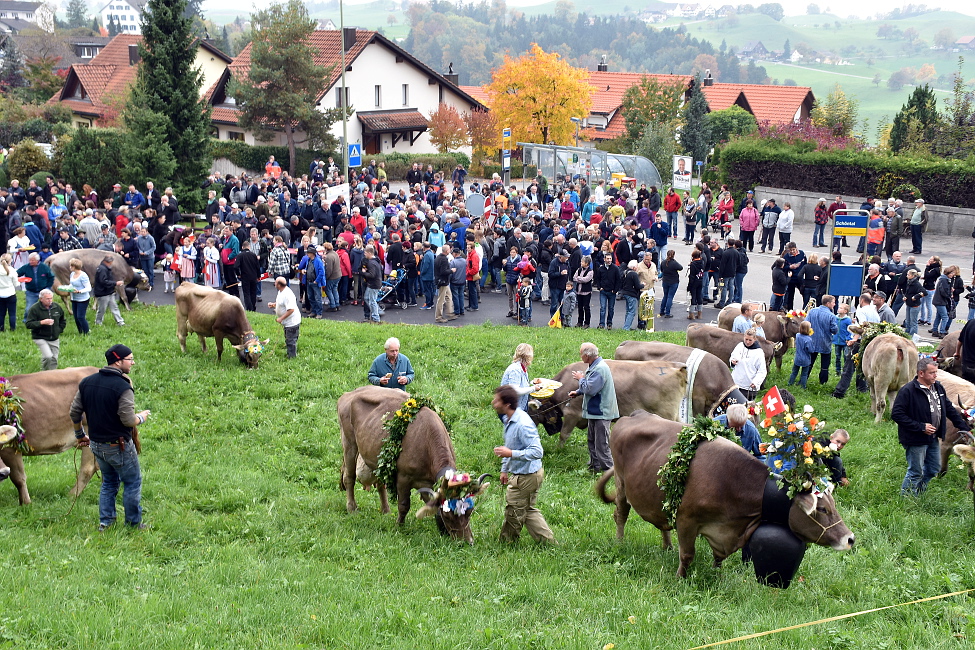 Viehprämierung 2015 Hütten