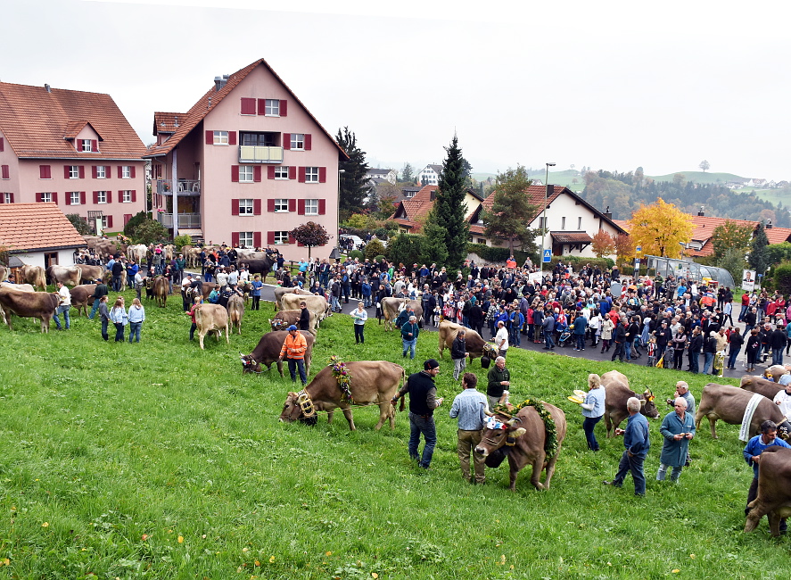 Viehprämierung 2015 Hütten