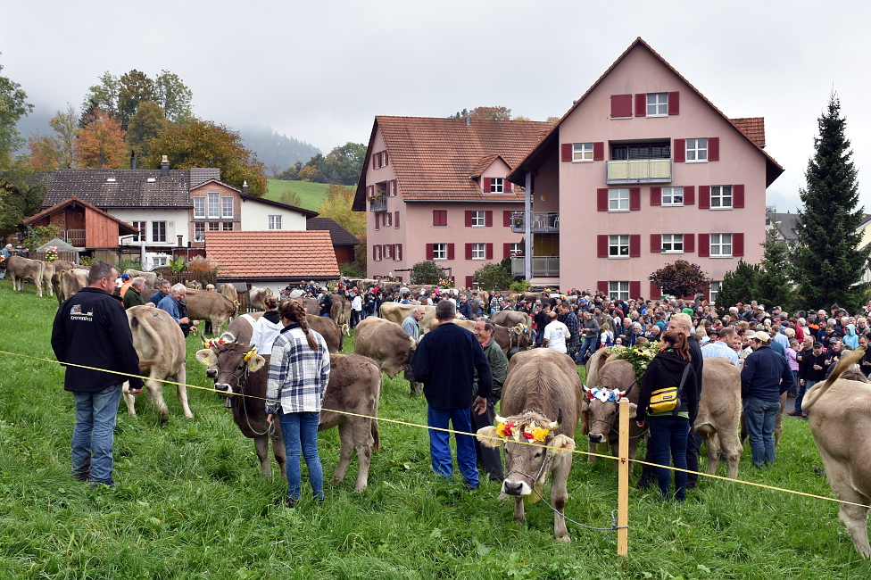 Viehprämierung 2015 Hütten