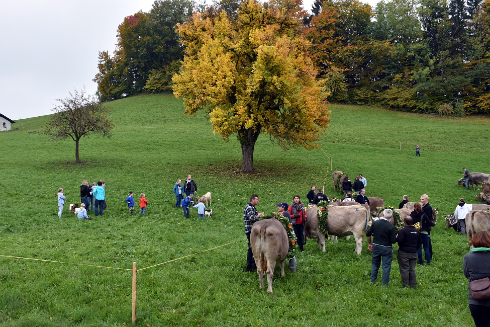 Viehprämierung 2015 Hütten