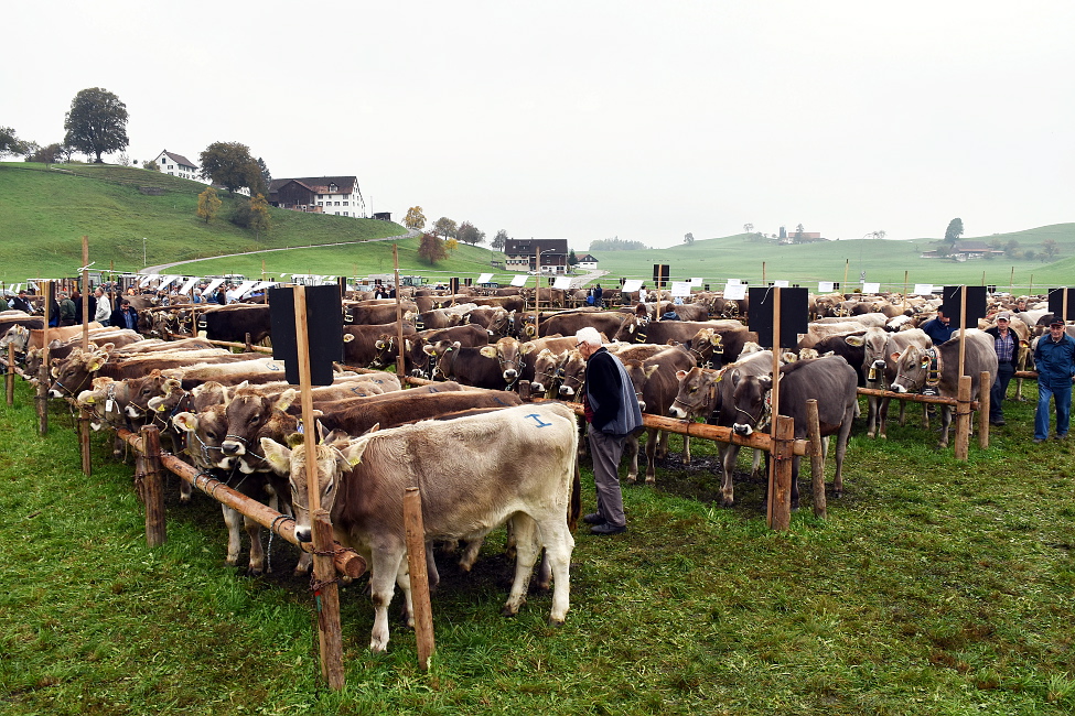 Viehprämierung 2015 Hütten