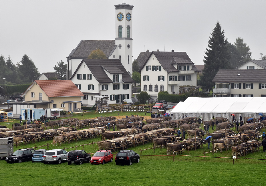 Viehschau Hütten 2016