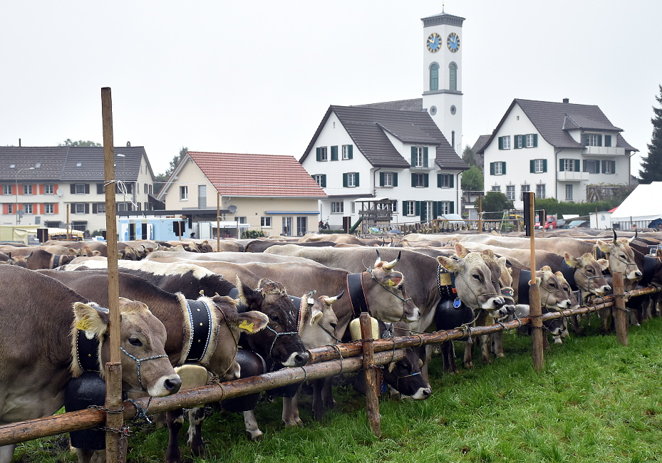 Viehschau Hütten 2016