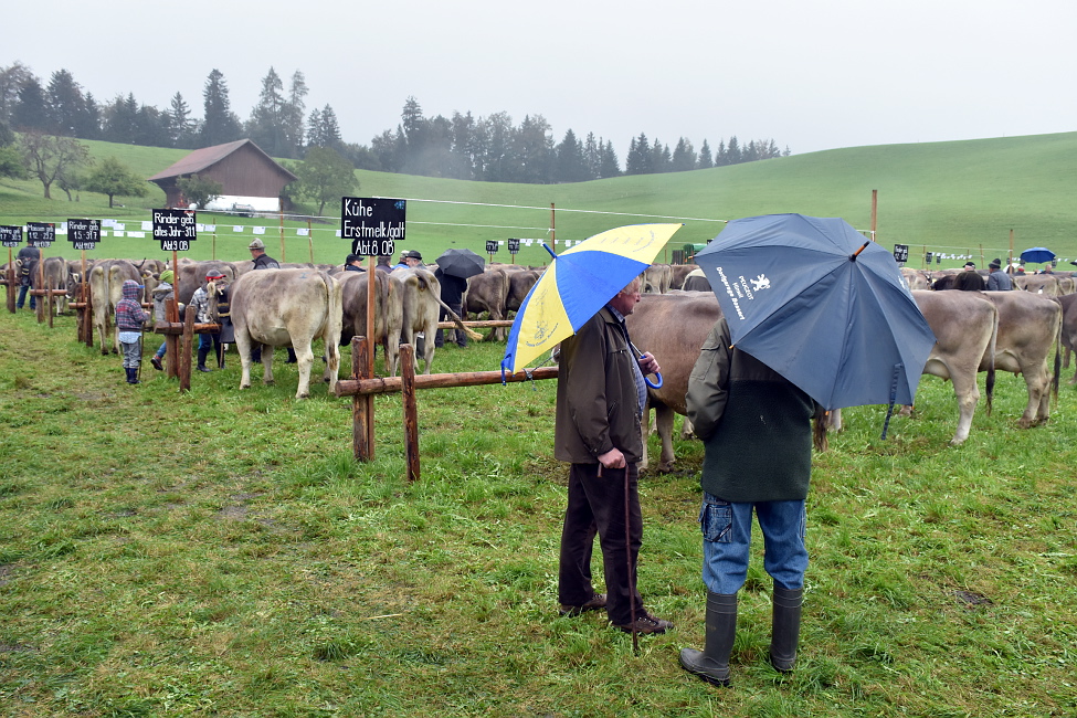 Viehschau Hütten 2016